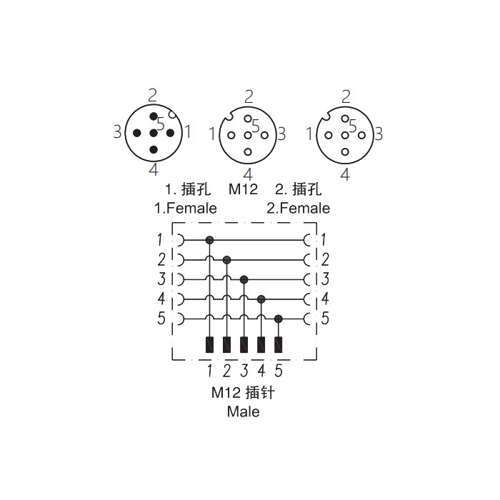 M12 5Pin公頭/2M12 5Pin母頭、Y型插接器、645551